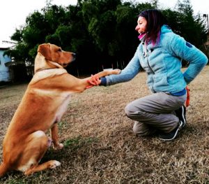 Scopri di più sull'articolo San Damiano d’Asti: Lavorare con il cane, l’importanza della pratica 
