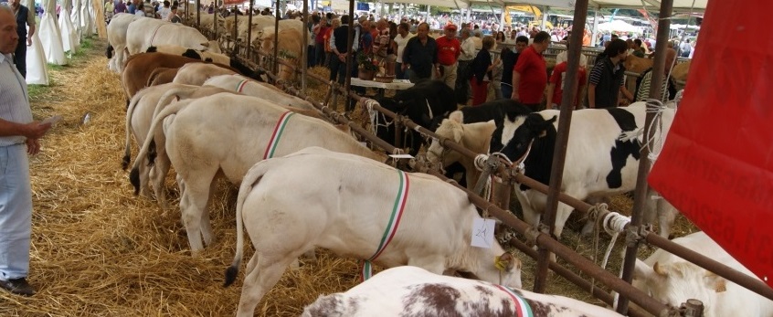 Al momento stai visualizzando ALZATE BRIANZA: TORNA LA FIERA DI SETTEMBRE