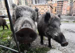 Scopri di più sull'articolo Peste suina: “Salvare 130 suini della Fattoria, ingiusta condanna a morte”
