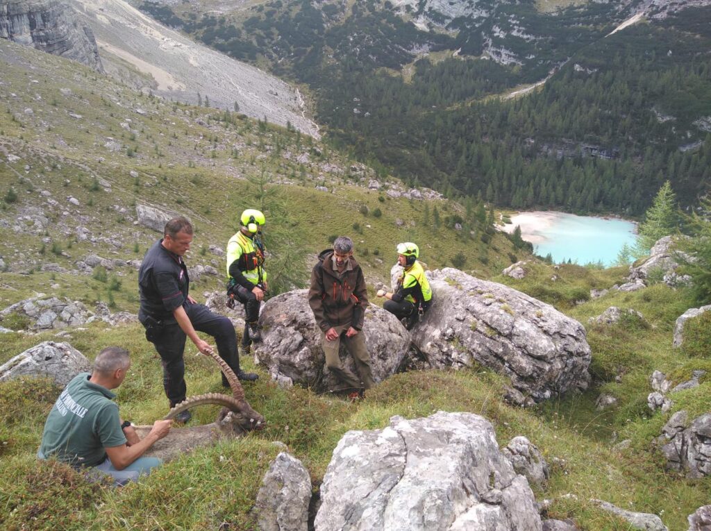 Scopri di più sull'articolo Belluno: Lago del Sorapis (BL), soccorso un esemplare di stambecco in evidente stato di difficoltà