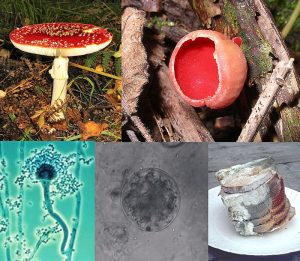 Scopri di più sull'articolo COMO: COMMESTIBILITA’ FUNGHI