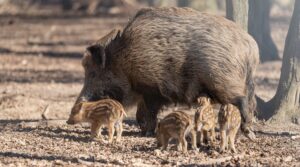 Scopri di più sull'articolo MISURE URGENTI PER DIMINUIRE LA PRESENZA DEI CINGHIALI IN PIEMONTE