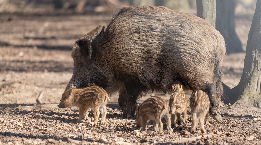 Al momento stai visualizzando MISURE URGENTI PER DIMINUIRE LA PRESENZA DEI CINGHIALI IN PIEMONTE