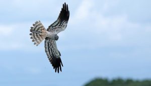 Scopri di più sull'articolo I RISCHI CHE CORRE IL “FALCO DEL GRANO”