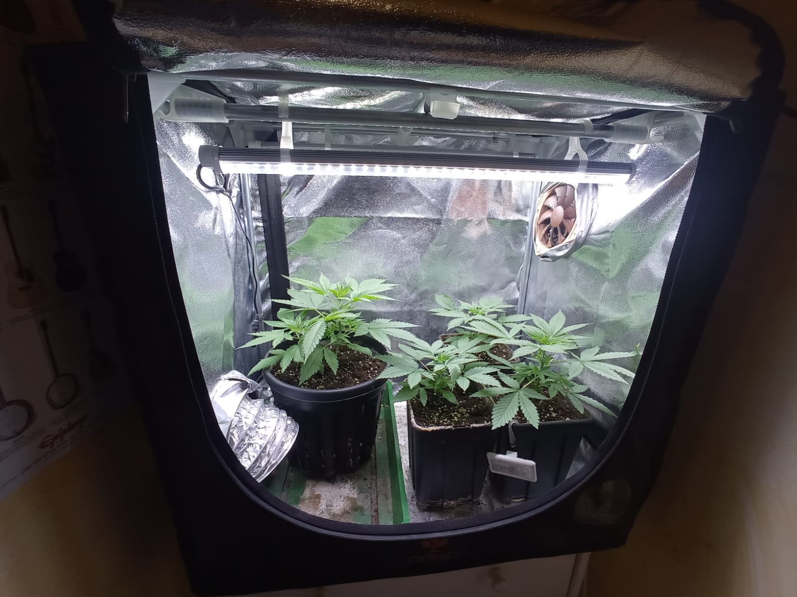 Al momento stai visualizzando Polizia Locale: scoperta coltivazione di marijuana in Carignano