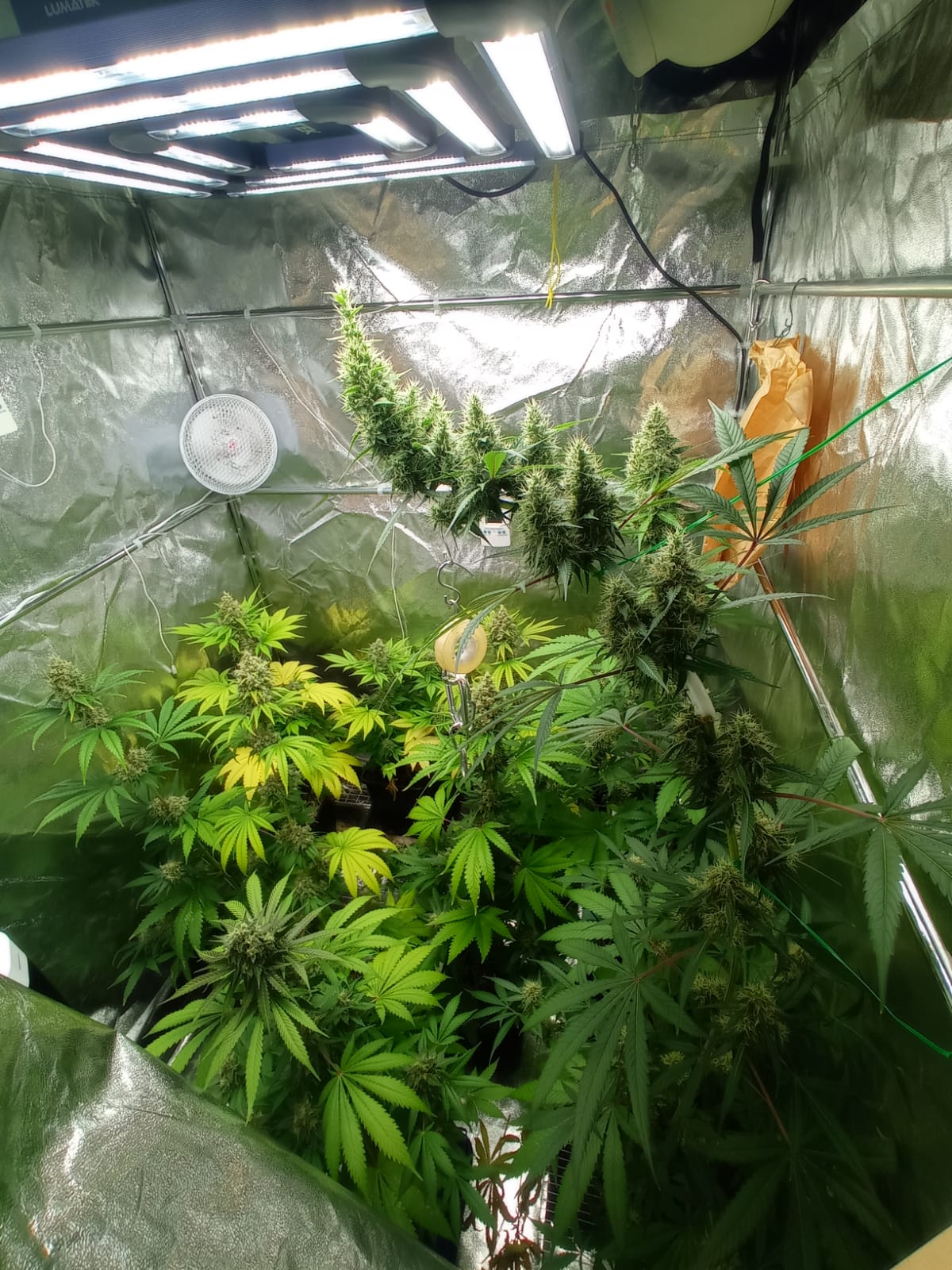 Scopri di più sull'articolo CHIARI: I CARABINIERI IN CERCA DI UNA DONNA SI IMBATTONO IN UNA COLTIVAZIONE DI CANNABIS