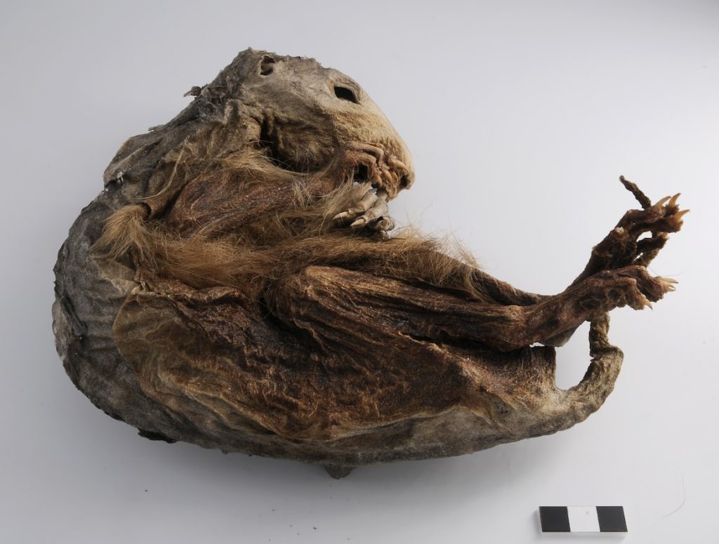 Scopri di più sull'articolo La marmotta del Lyskamm svela la sua età: esemplare del Neolitico vissuto 6.600 anni fa
