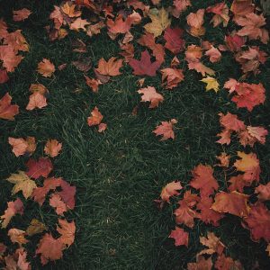 Scopri di più sull'articolo girl in red – “october passed me by”