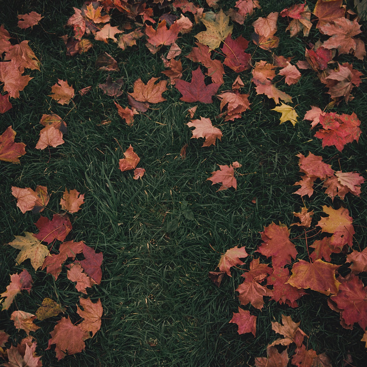 Al momento stai visualizzando girl in red – “october passed me by”