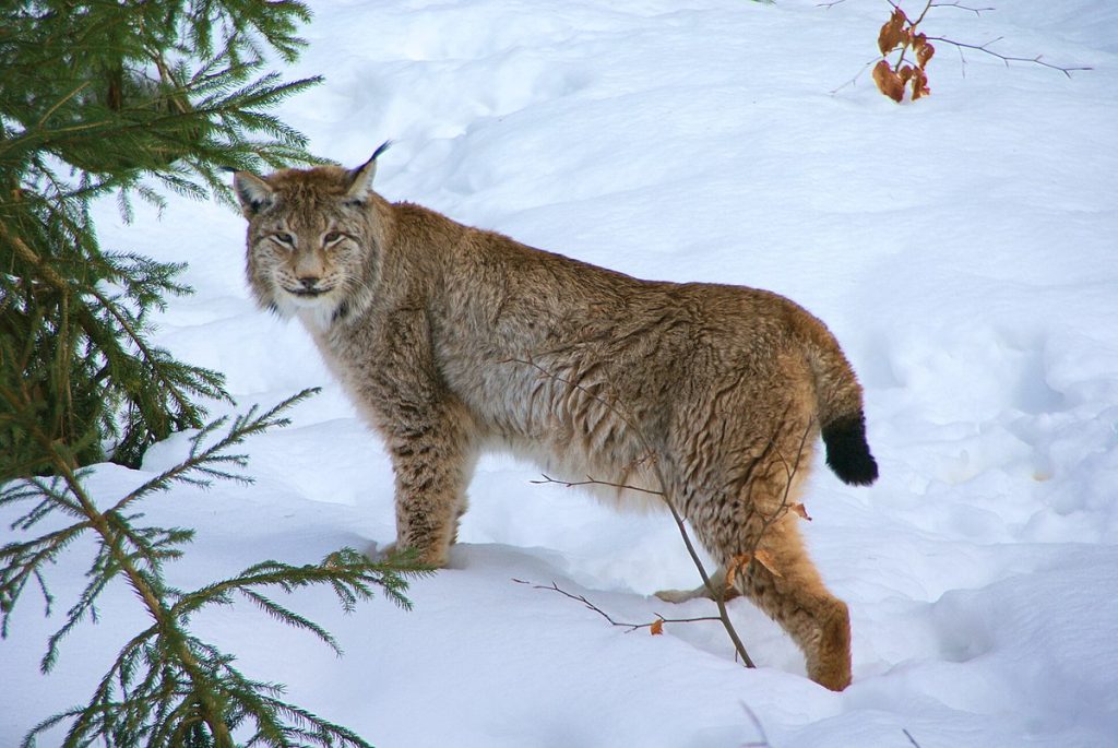 Scopri di più sull'articolo <strong>Avvistato in Valle d’Aosta un esemplare di lince</strong>