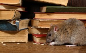 Scopri di più sull'articolo GENOVA: Scuola, dalla Regione 80mila euro per le sezioni primavera. L’assessore Ferro: “Servizio specifico per i bambini dai 24 ai 36 mesi”