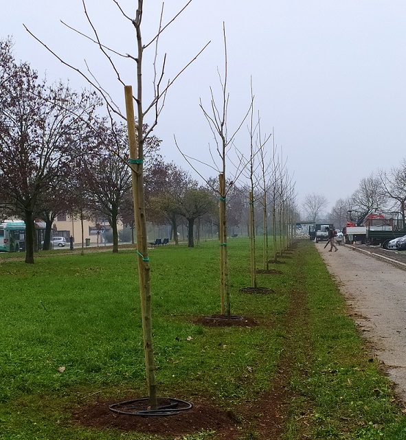Scopri di più sull'articolo PROGETTO “ADESSO, PIANTALA!” – PIANTUMAZIONE A BUFFALORA