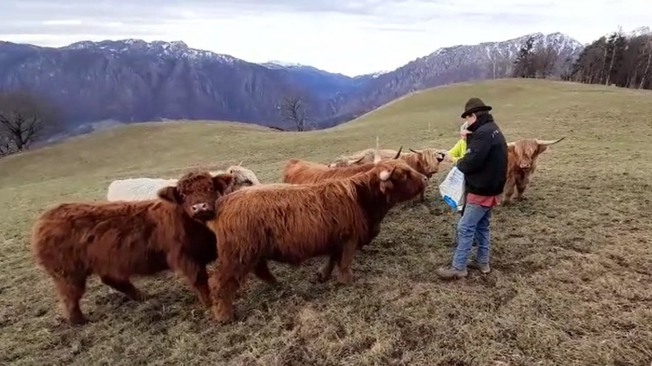 Al momento stai visualizzando La Scozia in Valle Brembana, con le mucche Highlander di Hans Quarteroni