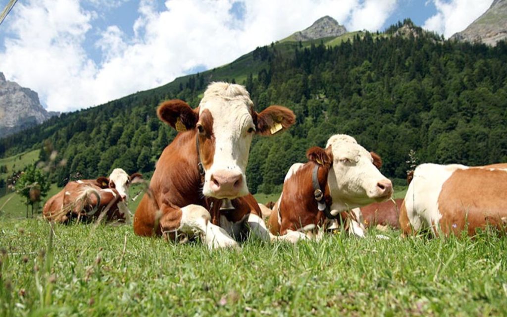Scopri di più sull'articolo GORDONA: Bando di gara per la concessione in affitto dell’ alpeggio comunale in loc. Menarola – Alpe Forcola
