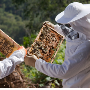 Scopri di più sull'articolo CORSI ED ESPERIENZE DELLA LIBERA UNIVERSITÀ DEL BOSCO