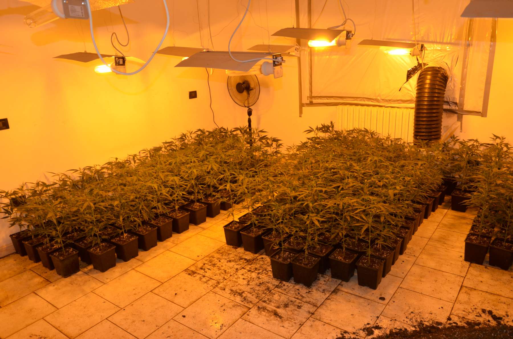 Scopri di più sull'articolo Ferrara, maxi operazione contro il traffico internazionale di stupefacenti