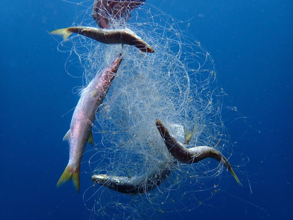 Scopri di più sull'articolo GENOVA: “PLASTIC RACE” PER RIPULIRE “ALL TOGETHER NOW” IL MONDO DALLA PLASTICA