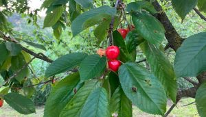 Scopri di più sull'articolo PIEMONTE: IL SAPORE DELLE CILIEGIE STORIA E CURIOSITA’
