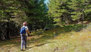 Scopri di più sull'articolo UN ANELLO TRA I CEMBRI DEL BOSCO DELL’ALEVÈ