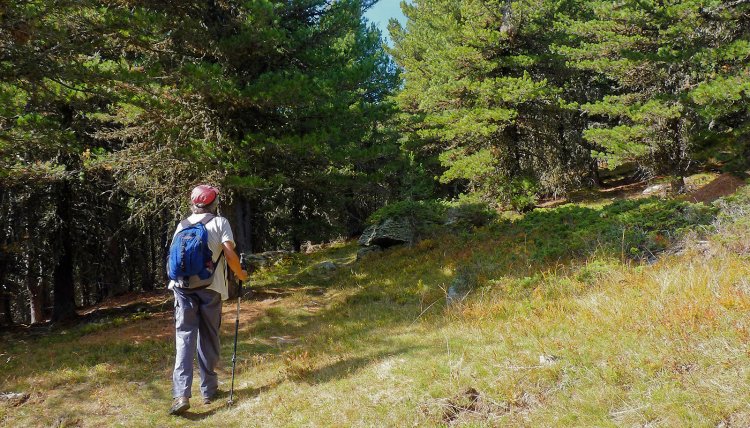 Scopri di più sull'articolo UN ANELLO TRA I CEMBRI DEL BOSCO DELL’ALEVÈ