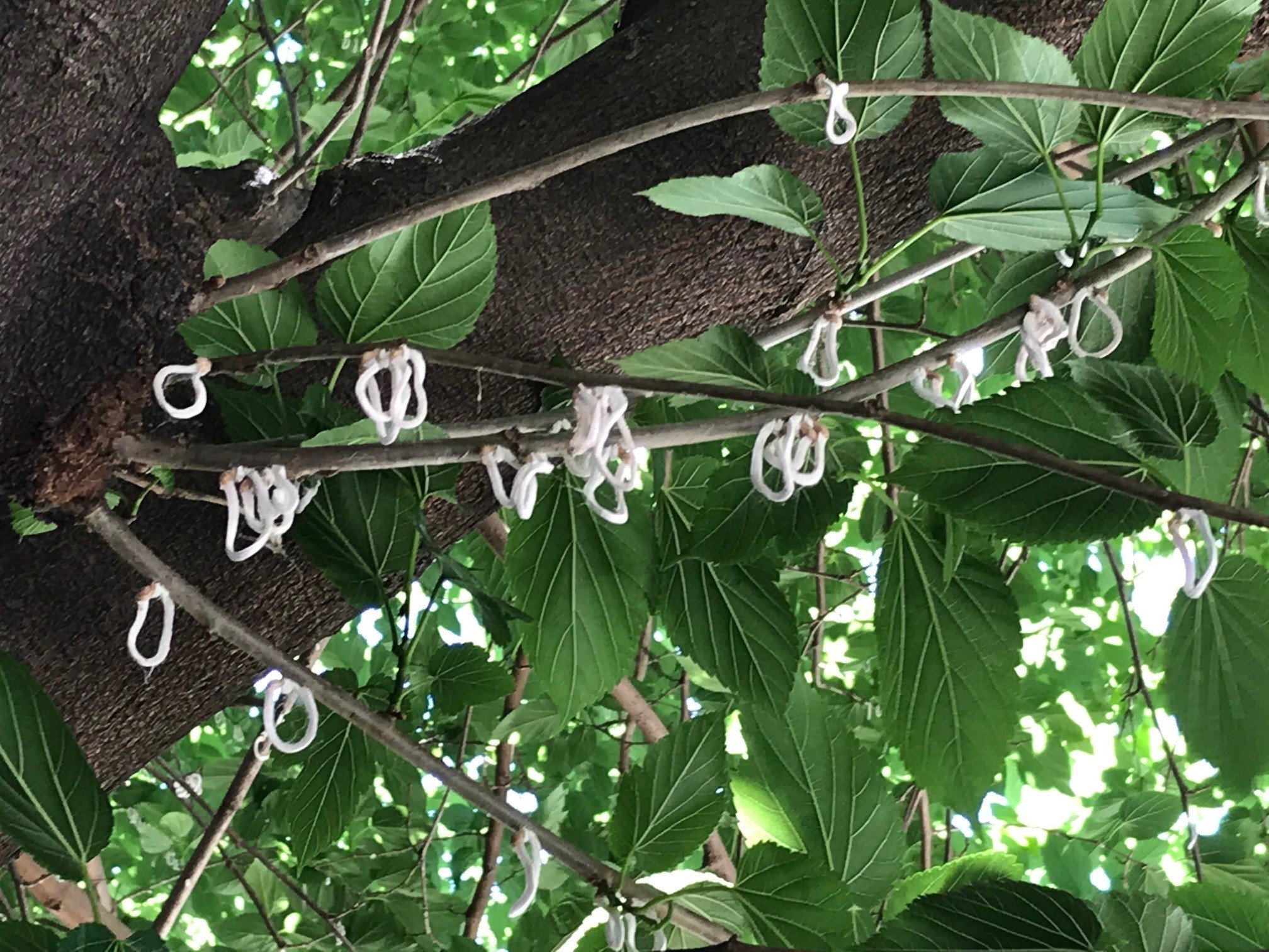 Al momento stai visualizzando MILANO: LA REGIONE MONITORA DA MESI L’EVOLUZIONE DELLA PRESENZA DELLA COCCINIGLIA ASIATICA
