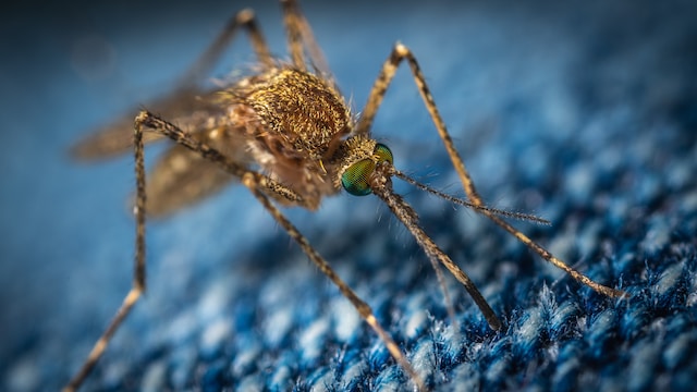 Scopri di più sull'articolo ANIMALI, RILEVATA PRESENZA DI USUTU VIRUS TRASMESSO DALLA ZANZARA COMUNE