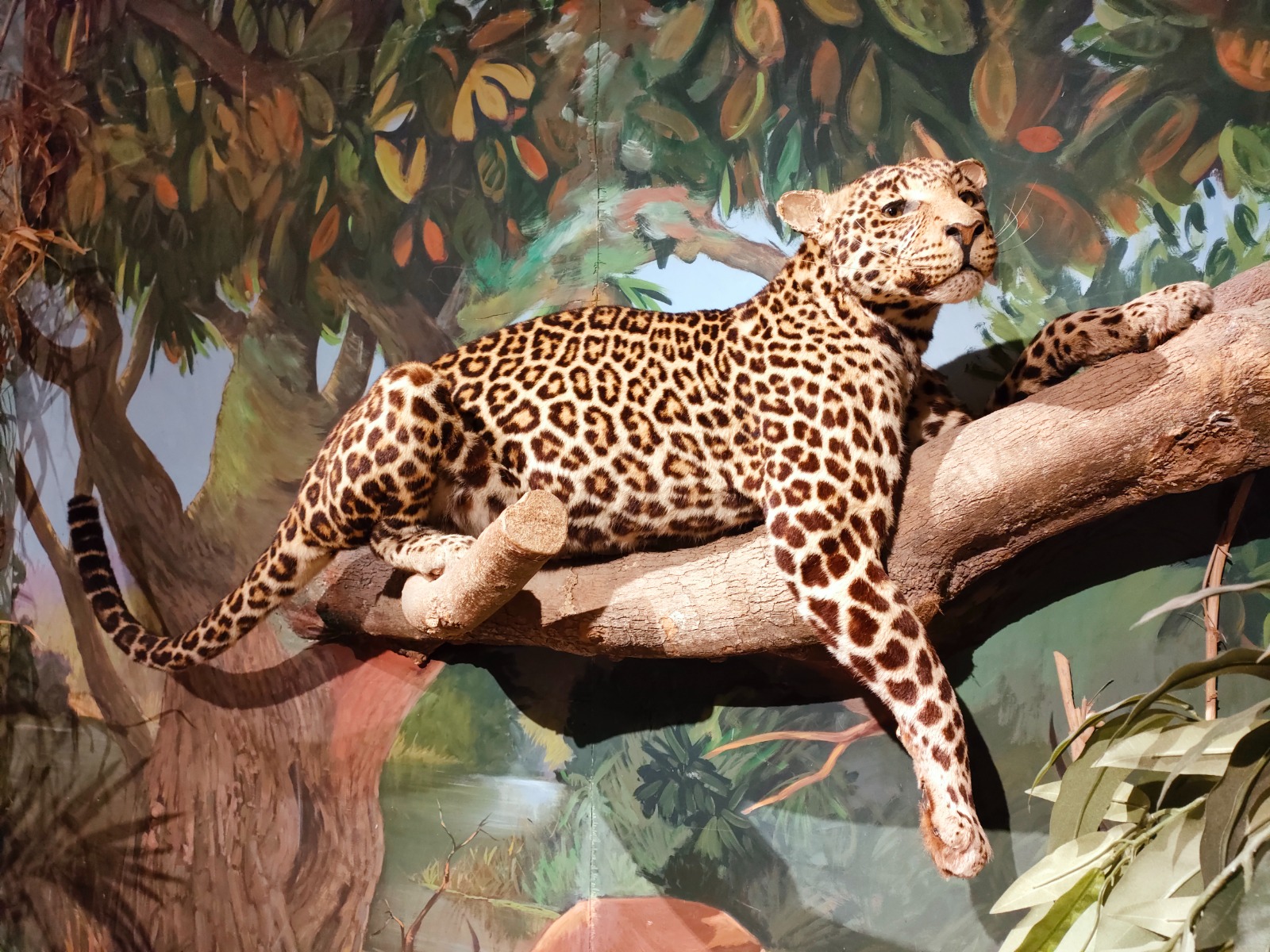 Al momento stai visualizzando Pordenone: Chiusura Museo di storia naturale per lavori di riqualificazione PNRR