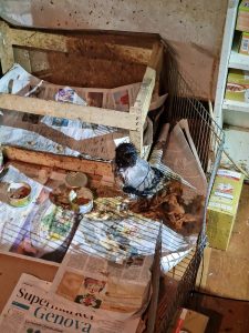 Scopri di più sull'articolo GENOVA: SALVATI DAL NUCLEO AMBIENTE ANIMALI A RISCHIO ESTINZIONE