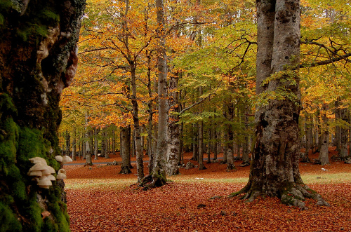 Scopri di più sull'articolo VITERBO: L’Unesco ha dichiarato la Faggeta vetusta dei Monti Cimini patrimonio naturale dell’umanità