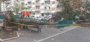Scopri di più sull'articolo Roma: Albero schiantato su area giochi a Prati, cosa si aspetta a rimuoverlo?