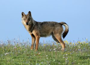 Scopri di più sull'articolo MONTI SIBILLINI: LIBERATA LA LUPA SIBILLINA