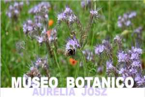 Scopri di più sull'articolo MILANO: Museo Botanico Aurelia Josz
