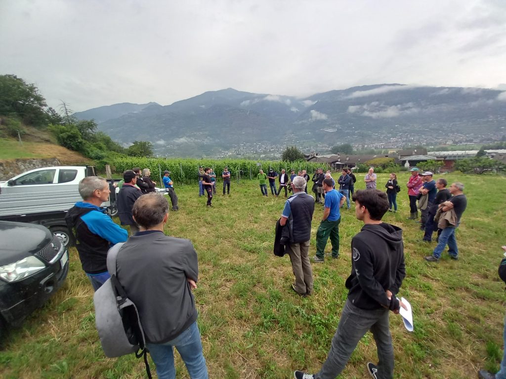Scopri di più sull'articolo Flavescenza dorata della vite: primo successo per gli incontri formativi