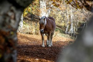 Scopri di più sull'articolo GIAMPIETRO BOSCANI: ESPLORANDO IL TRIANGOLO LARIANO