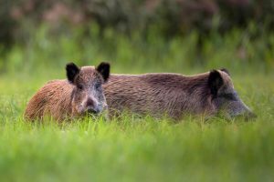 Scopri di più sull'articolo MILANO: Regione e Governo non si fermano, ci vorranno anni contro la peste suona