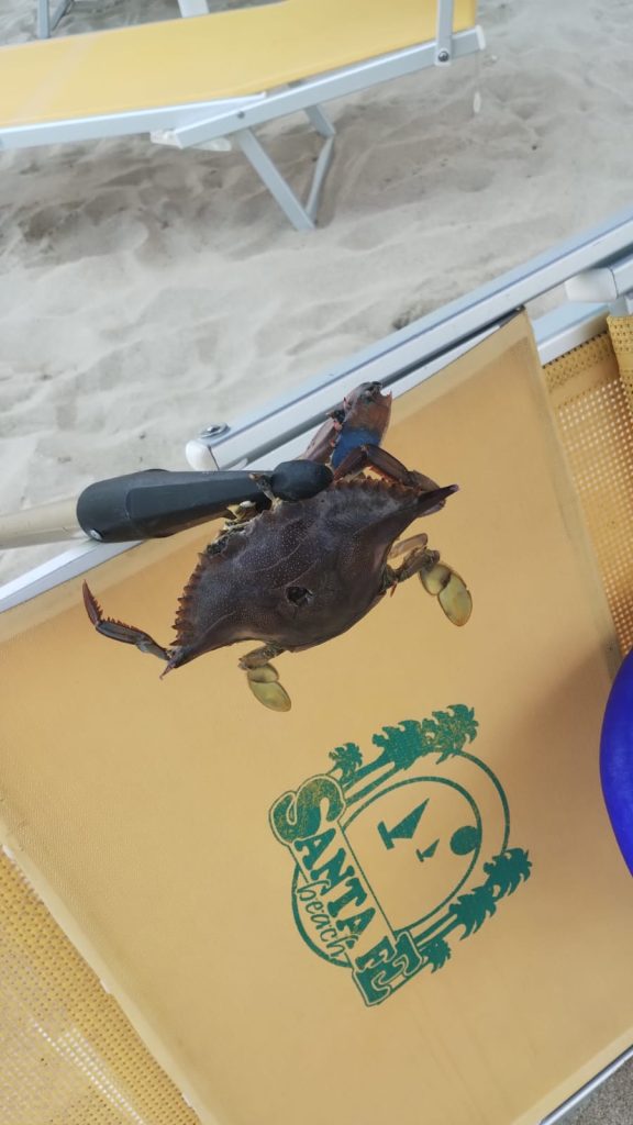 Scopri di più sull'articolo Il giornalista Luigi Stanizzi fondatore del Premio Mar Jonio e il team Alien Ispra Ambiente: Utili le segnalazioni dei cittadini Un esemplare alieno catturato al Lido Levato di Cropani Marina