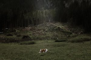 Scopri di più sull'articolo MILANO: Forests seen from space – Echoes of the Vaia storm a cura di Maurizio Beucci