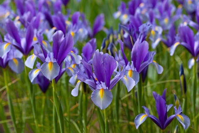 Al momento stai visualizzando L’Iris nella Profumeria: Un Viaggio nel Tempo