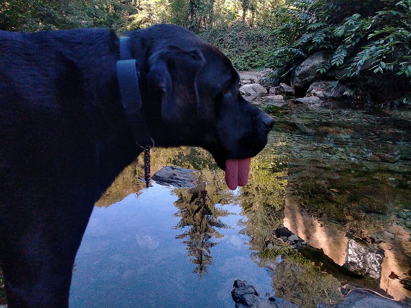 Scopri di più sull'articolo Gestire un cane con epilessia: una guida completa