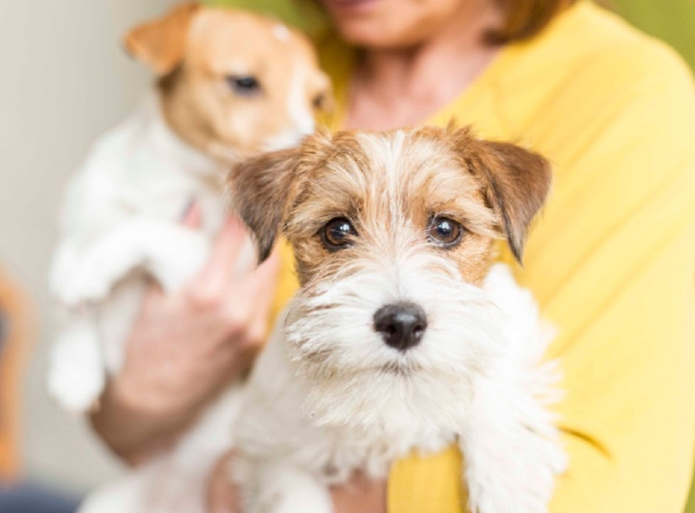 Scopri di più sull'articolo MILANO: ANCHE I NOSTRI AMICI A QUATTRO ZAMPE POTRANNO ESSERE SEPOLTI A FIANCO A NOI