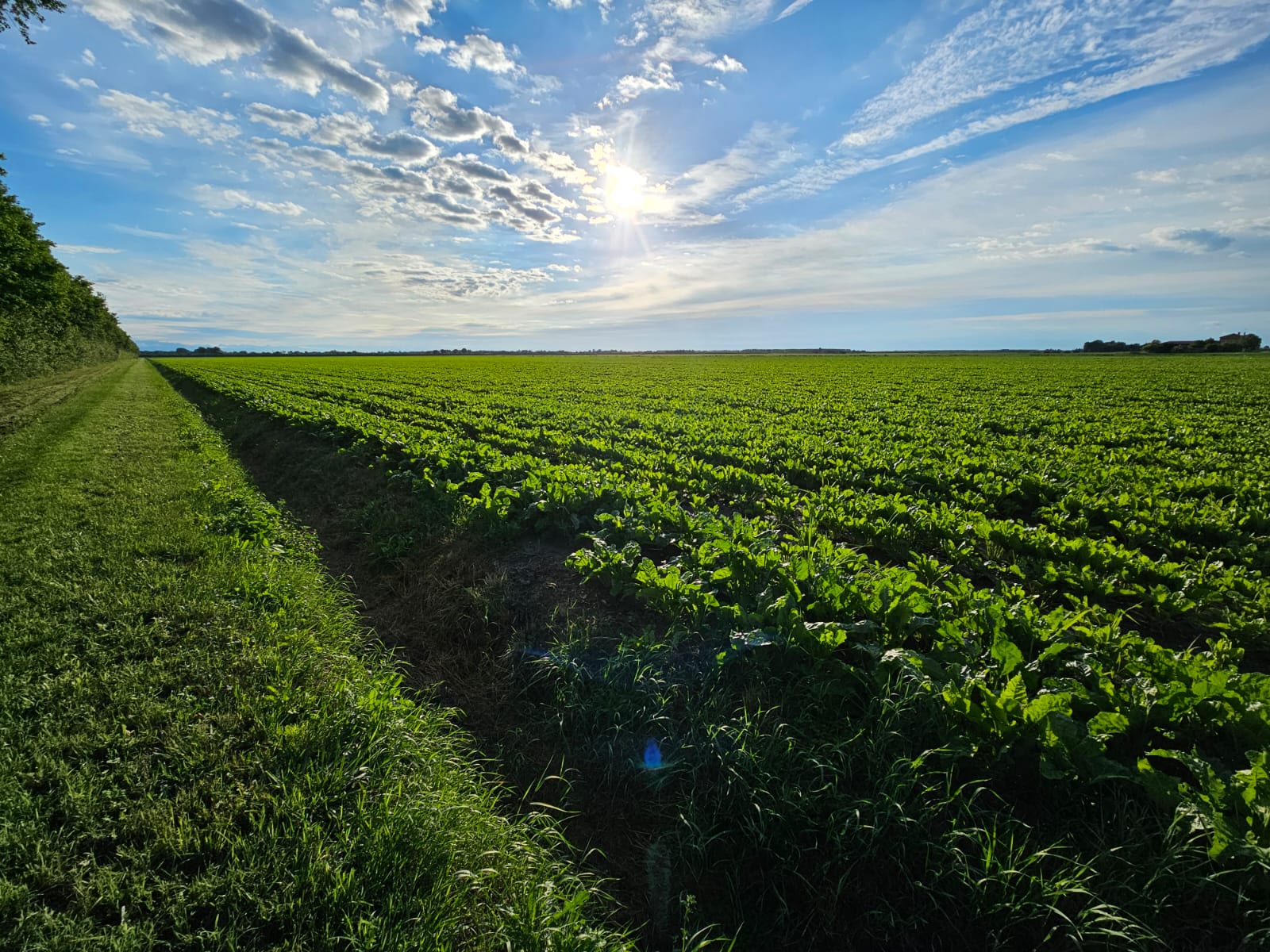Al momento stai visualizzando BRUXELLES: Consultazione pubblica UE: Contribuisci alle nuove regole della PAC!