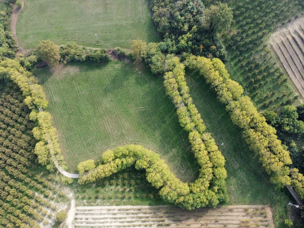 Al momento stai visualizzando IL PIEMONTE CELEBRA IL SUO PATRIMONIO VERDE: 63 NUOVI ALBERI MONUMENTALI ENTRANO NELL’ELENCO REGIONALE