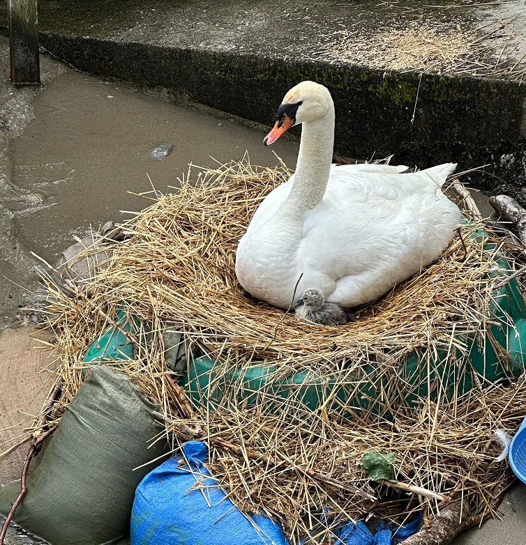 Scopri di più sull'articolo MENAGGIO, NUOVO INTERVENTO DELLA POLIZIA PROVINCIALE PER METTERE IN SICUREZZA IL NIDO DI CIGNI A NOBIALLO