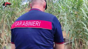 Scopri di più sull'articolo Servizio anti Roghi nella piana di gioia tauro: carabinieri denunciano 14 persone