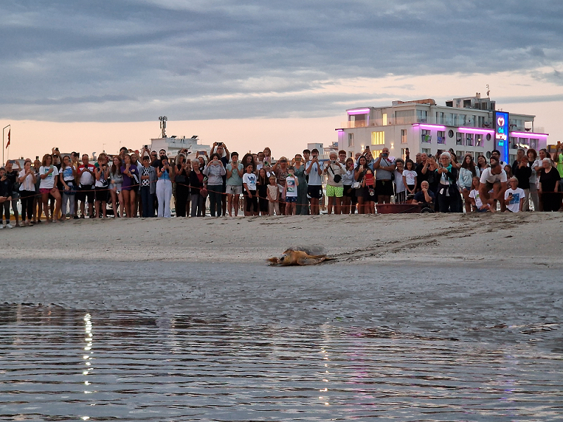 Scopri di più sull'articolo Elly, la tartaruga adottata dalle nipoti di Elly Schlein, è stata liberata all’alba sulla spiaggia di Riccione