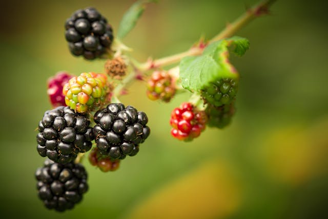 Scopri di più sull'articolo Stagione delle more: proprietà benefiche, usi culinari e trattamenti cosmetici