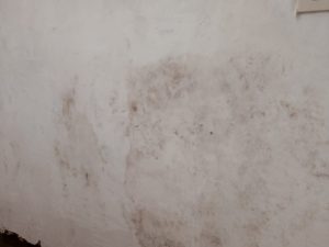 Scopri di più sull'articolo Carta da parati vecchia e muffa visibile: ecco come risanare la tua casa in sicurezza