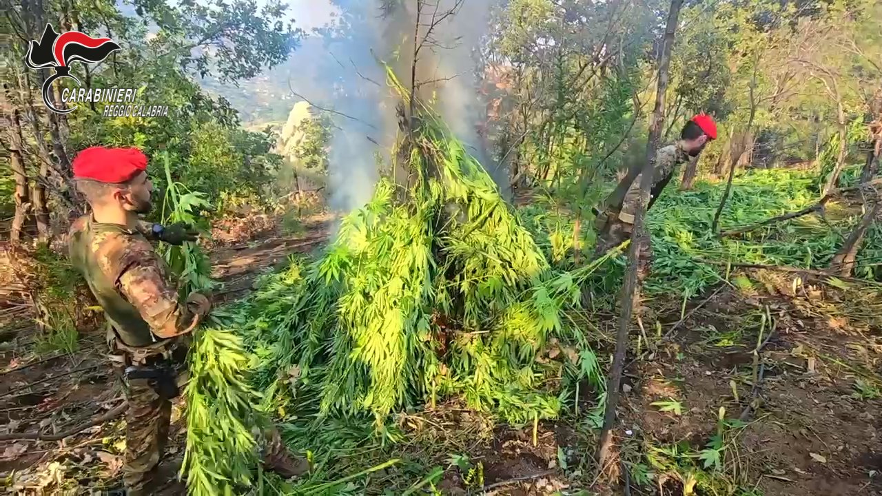 Scopri di più sull'articolo Maxi piantagione di marijuana in provincia di Reggio Calabria