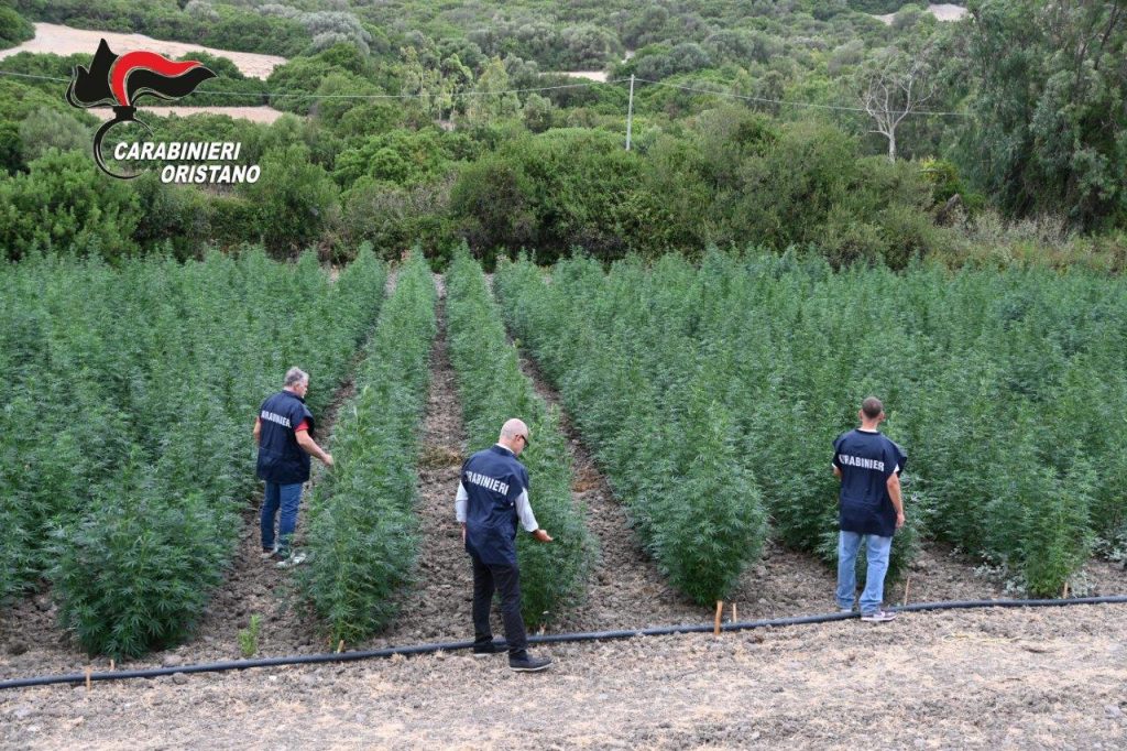 Scopri di più sull'articolo Carabinieri: Operazione “Aristeo” in provincia di Oristano, scoperta una piantagione di marijuana