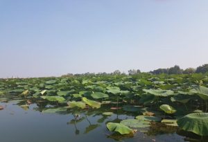 Scopri di più sull'articolo ACE3T CLIMA – Acqua Calore ed energia, transizione climatica del Mantovano